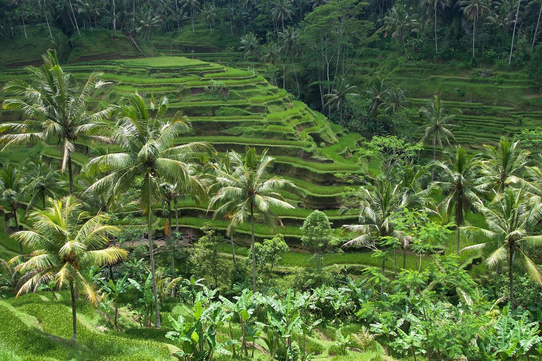 Rice terraces near Ubud, Bali